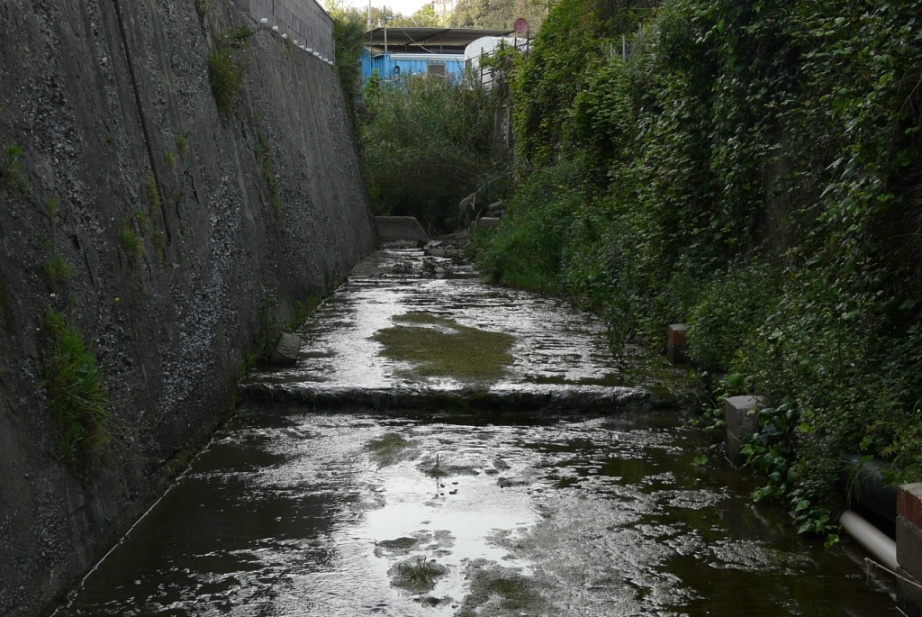 Rio Salivoli (Piombino) - rospi smeraldini in citt!